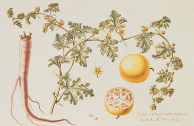 Citrullus Colocynthius (Pomme amère et Concombre amer) - Claude Aubriet